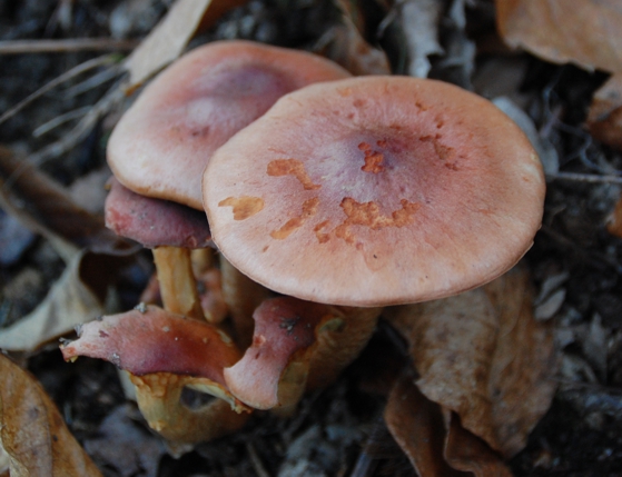 fungo da determinare1